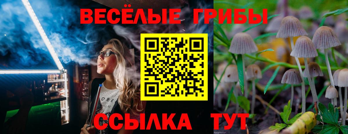 Псилоцибиновые грибы Psilocybe Ртищево